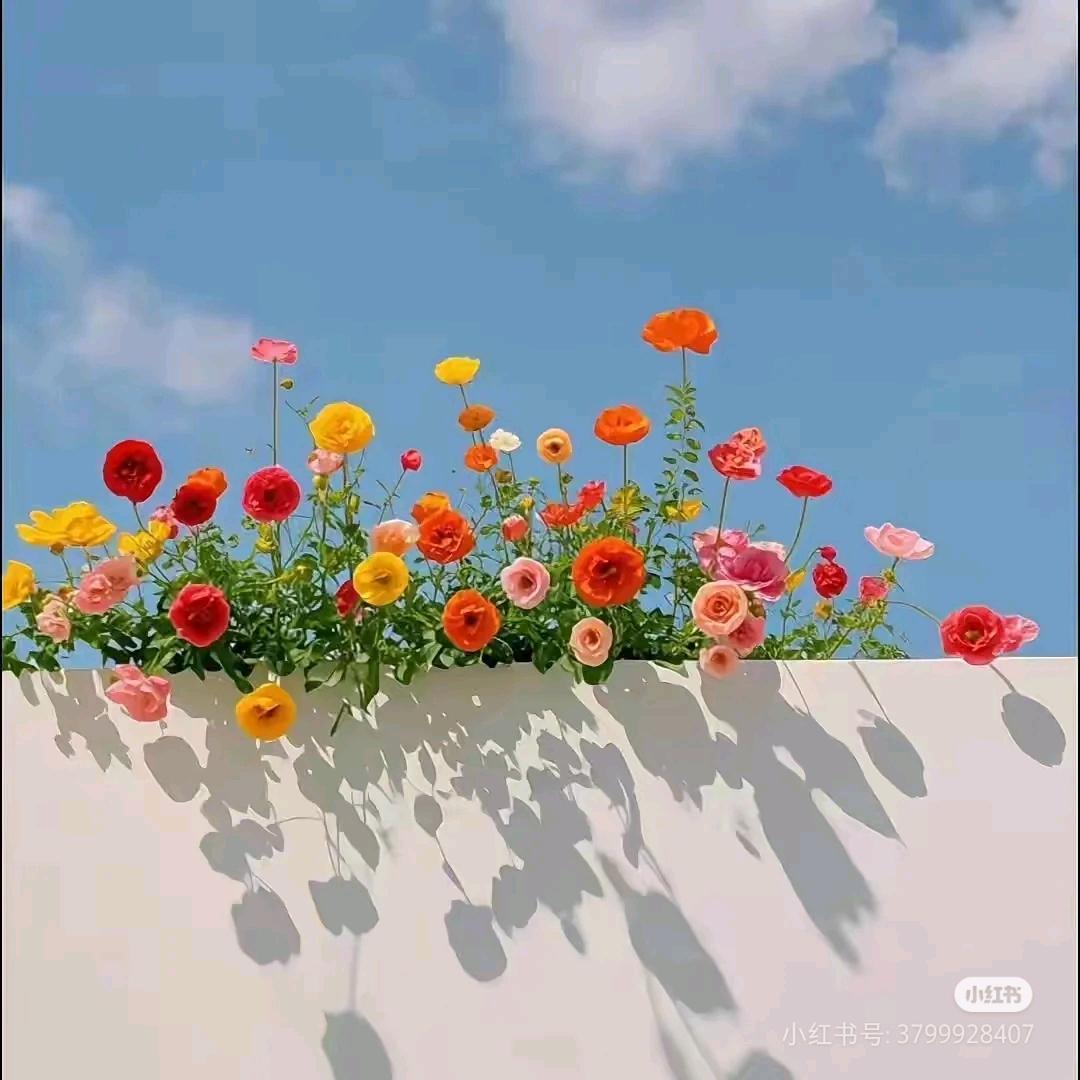 向阳花开