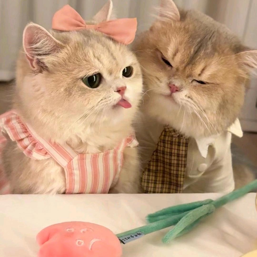 王安全👮‍♀️