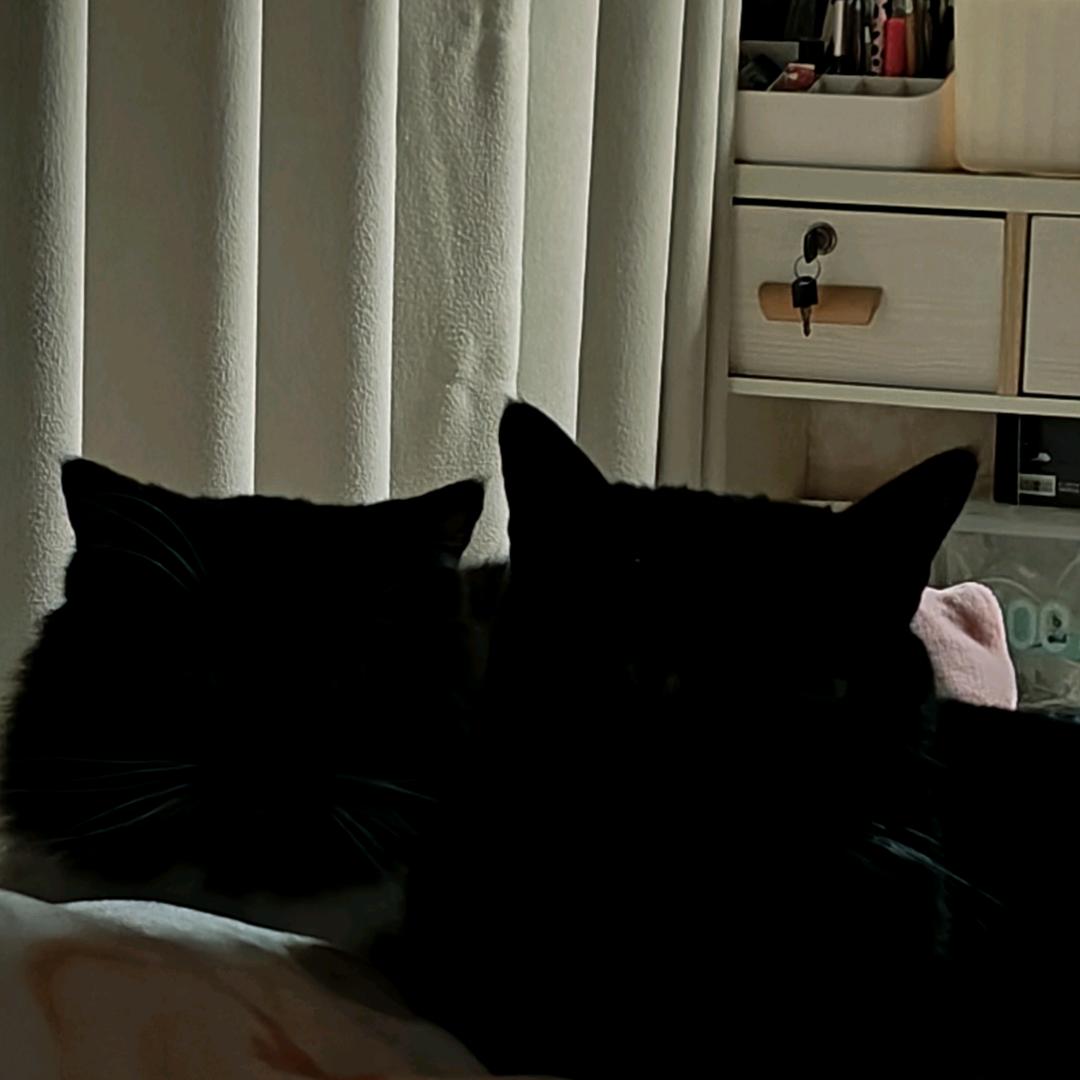 黑猫猫黑