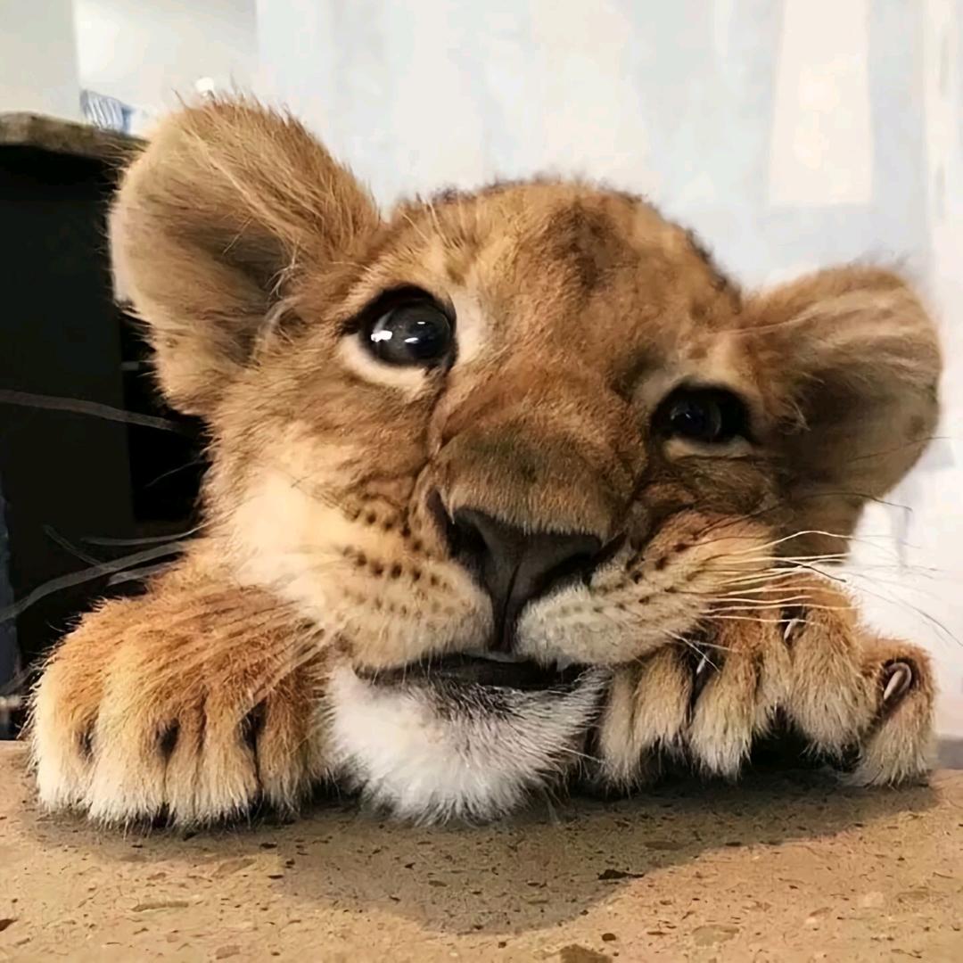 辣椒
