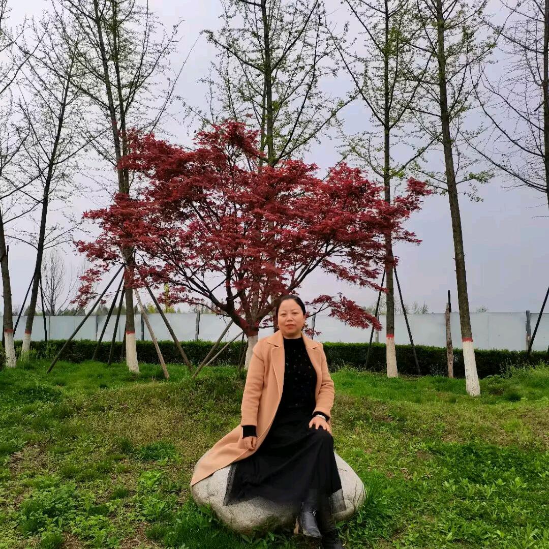 哑柏镇金菊苗圃