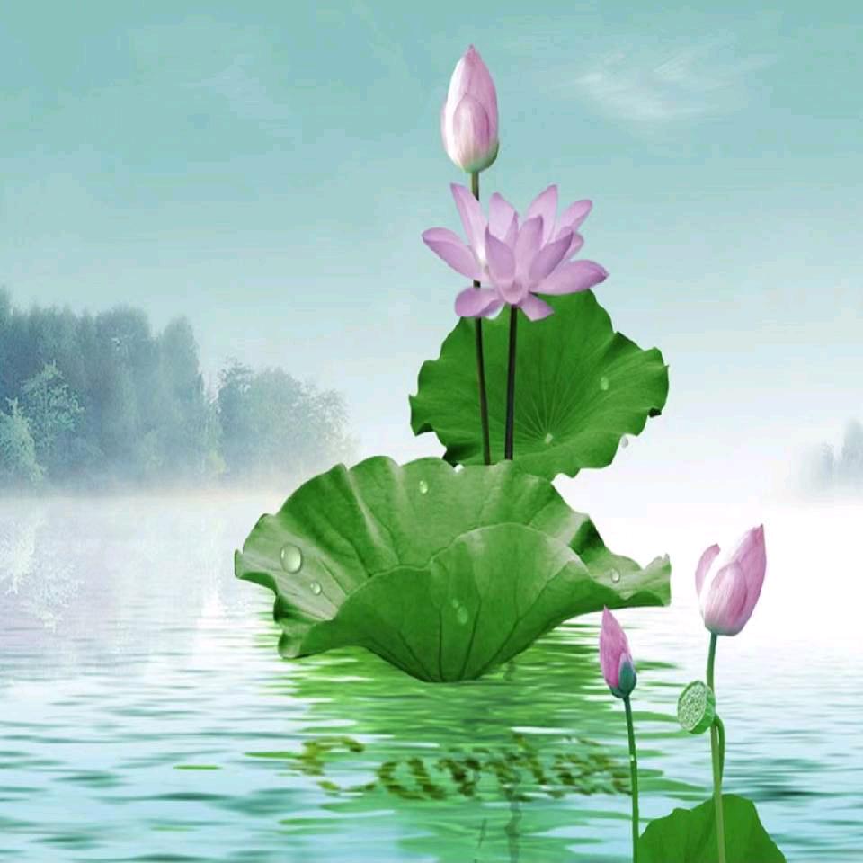水中莲花