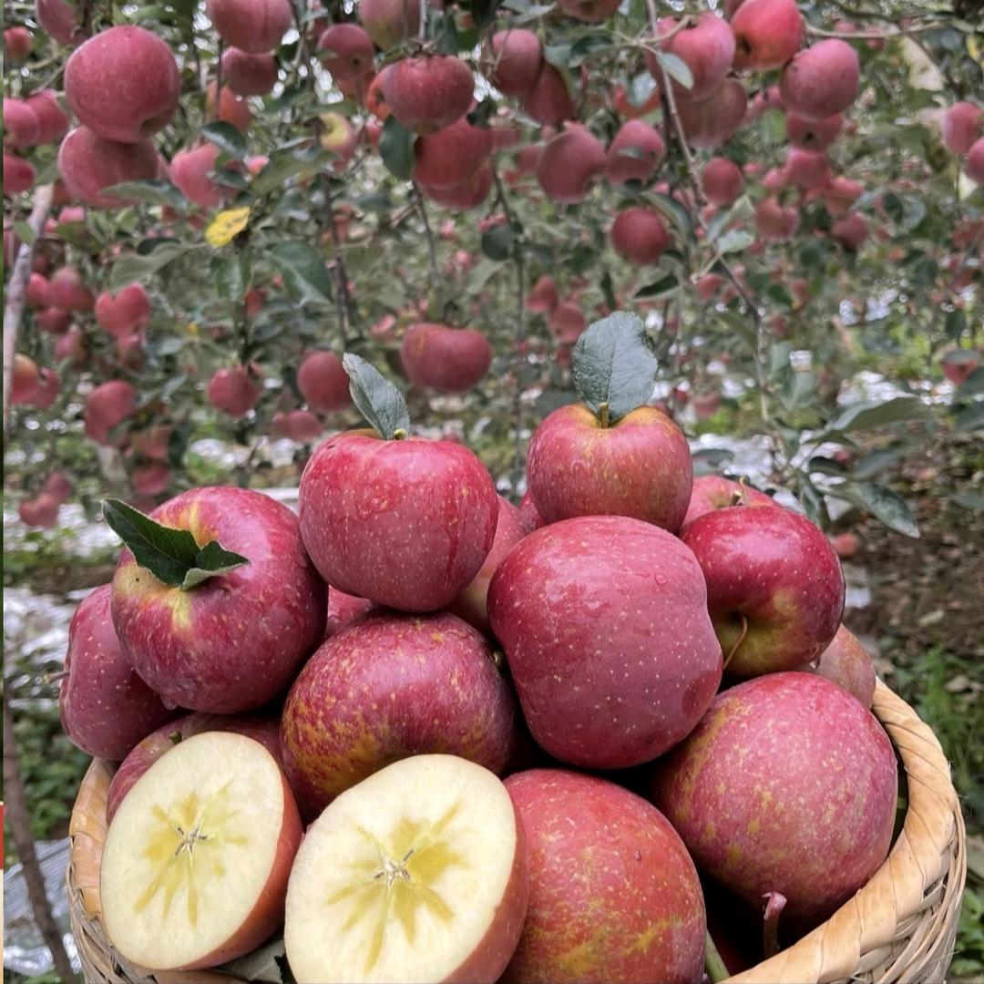 美滋滋昭通丑苹果