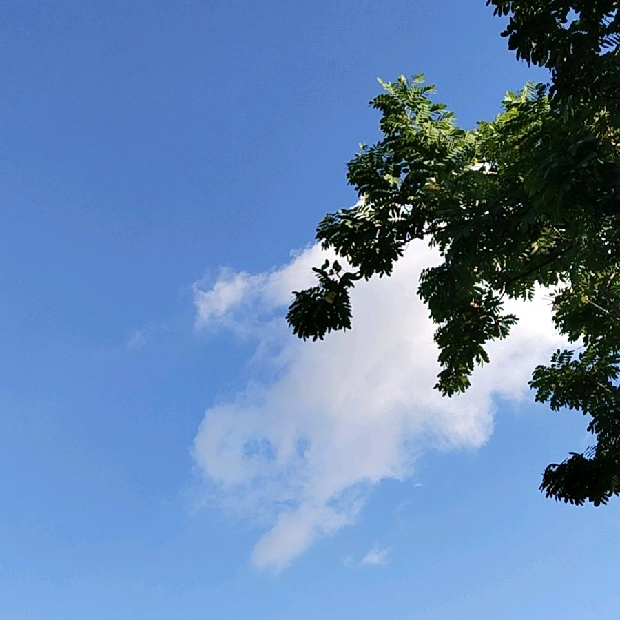 雅杨
