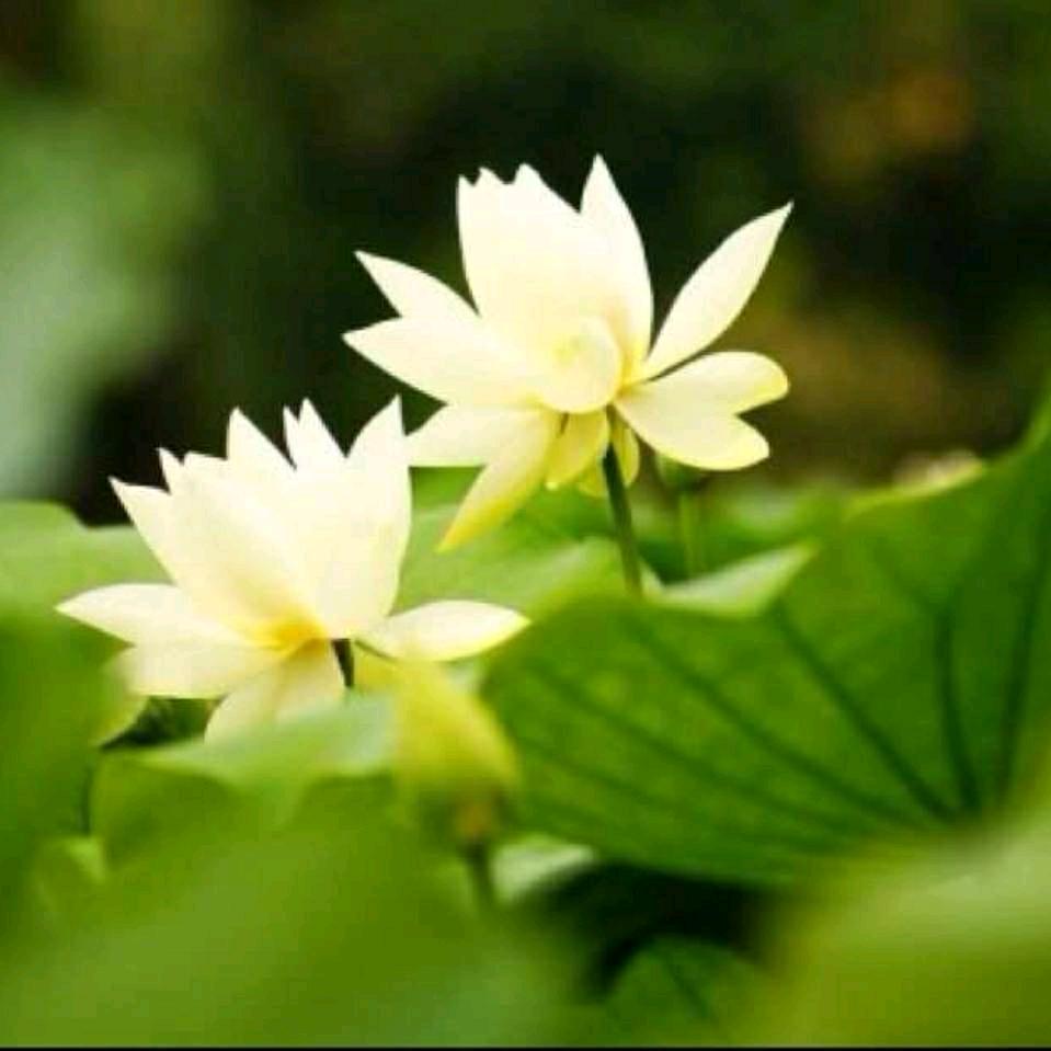 吉祥润泽三宝（橱窗好物分享）