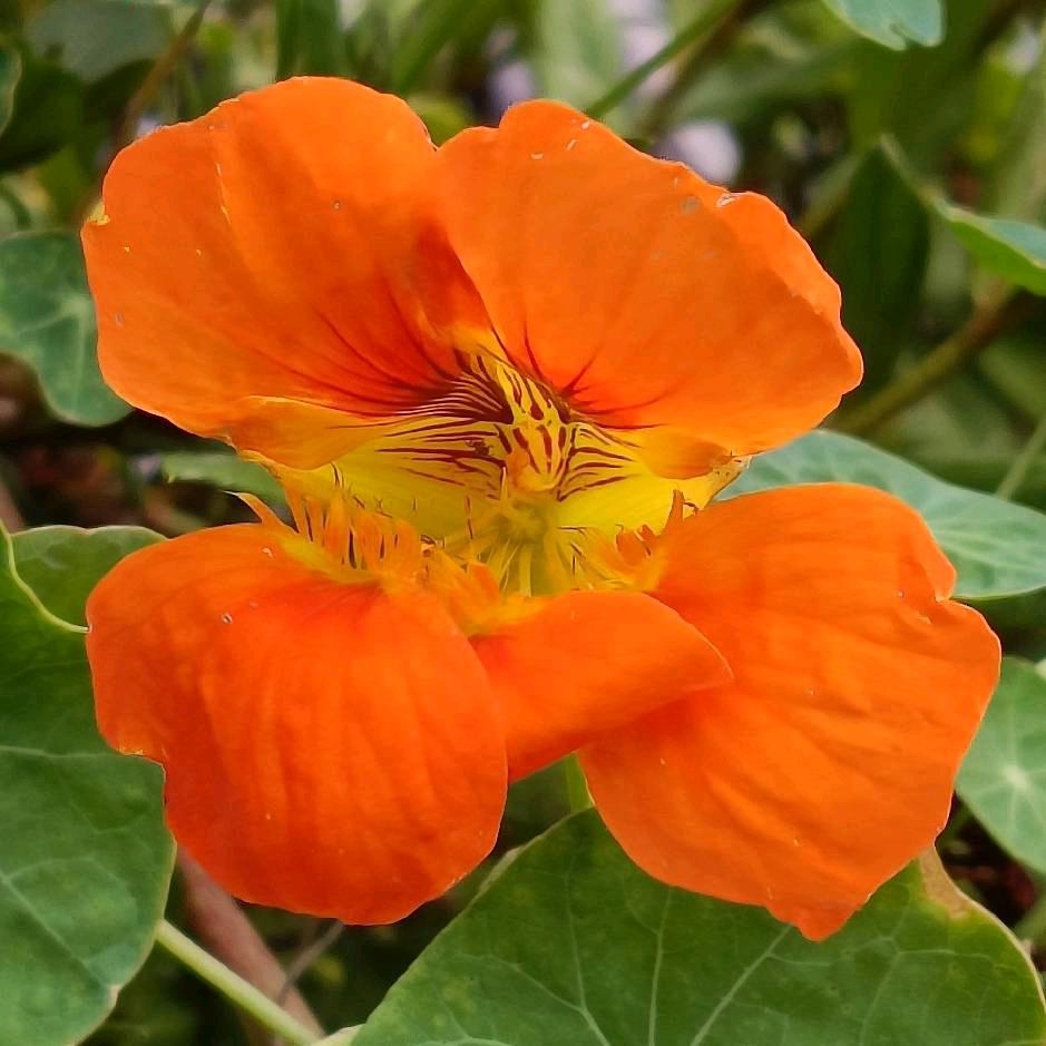 花 好 月 圆