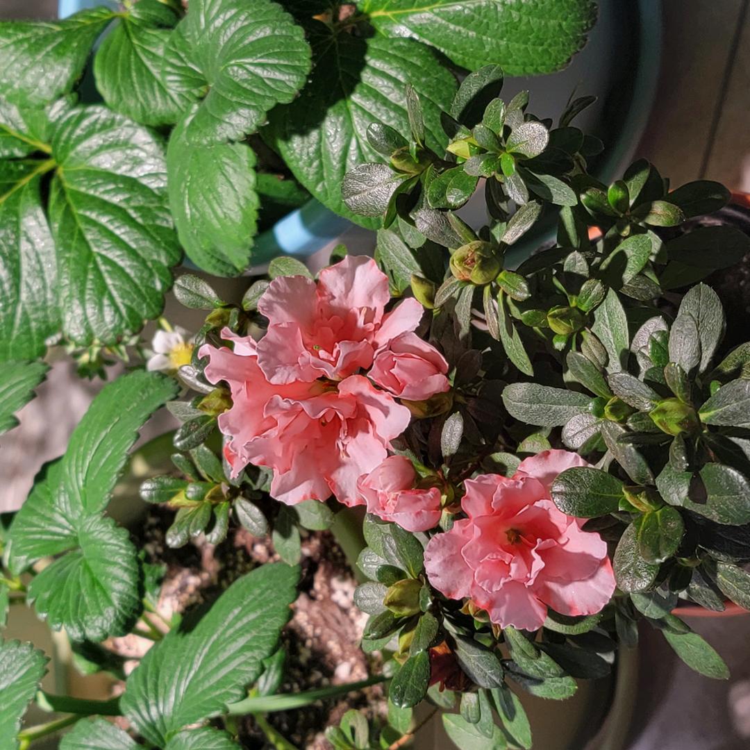 大胖坤的小阳台