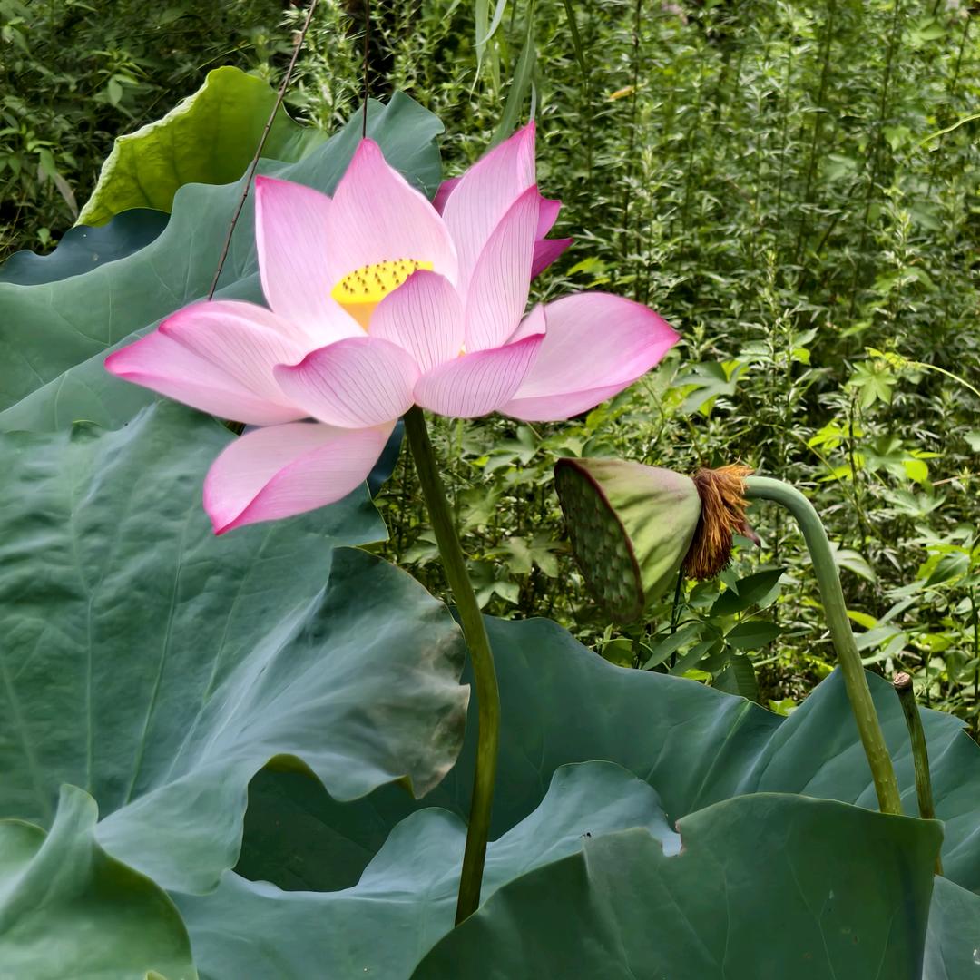 涛哥