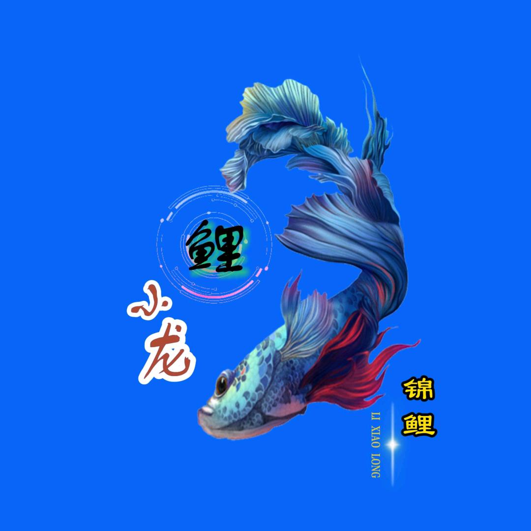 鲤小龙锦鲤