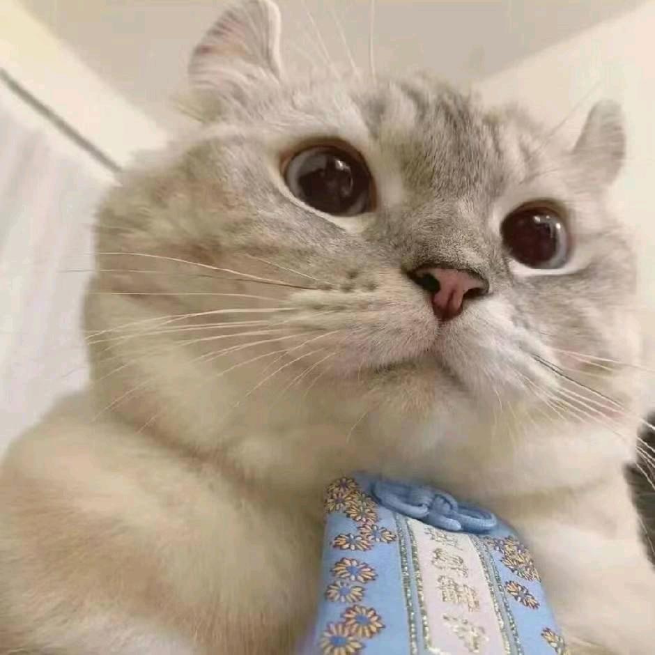 单纯好骗恋爱脑（🍒）