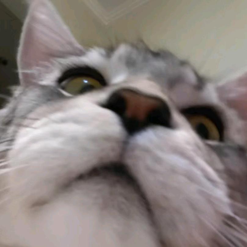 头顶一牙大西瓜（见过薛之谦版）