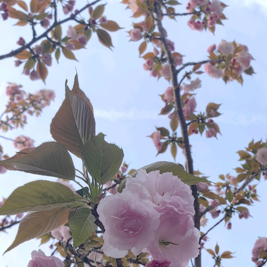 青树湾