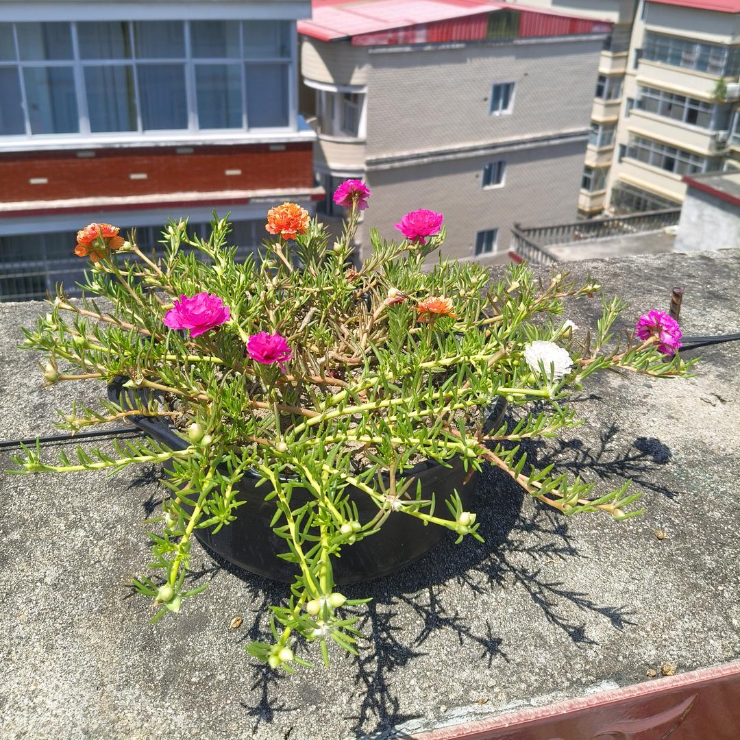 ꦿ໊看淡🕊᭄ꦿᩚ٭一切ℒ