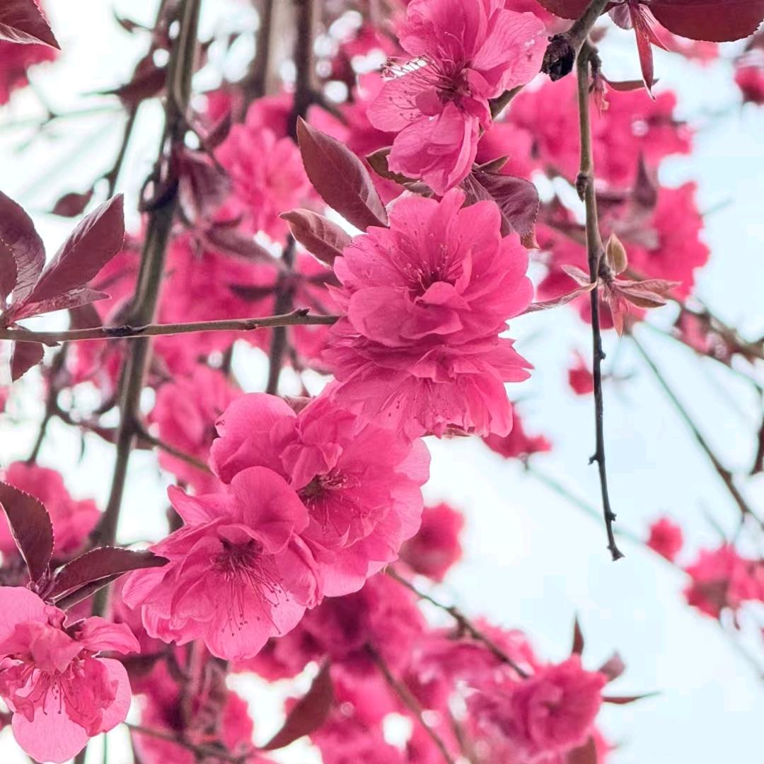 ঞ梦在凤雨中ღꦿ