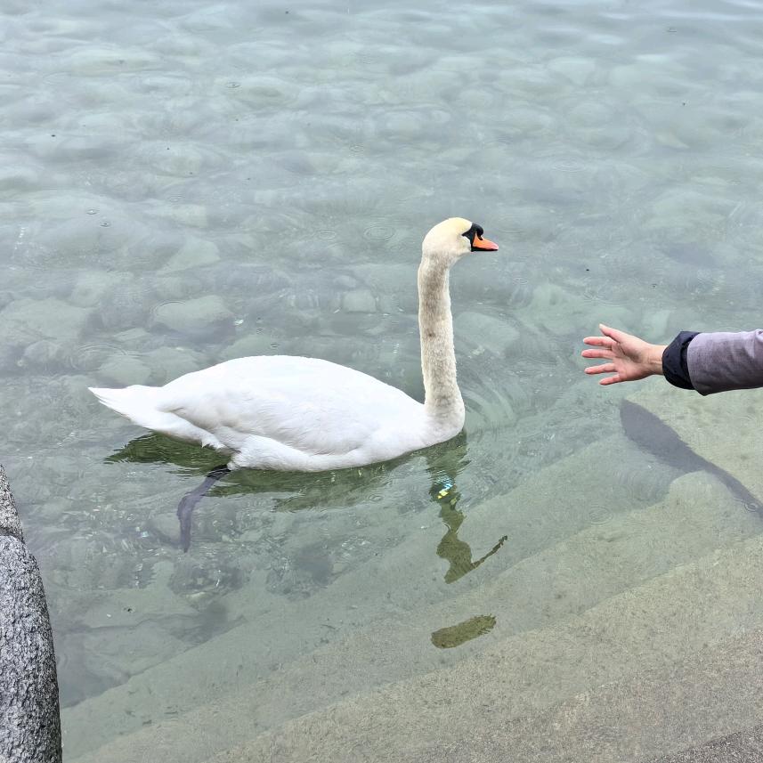 蒜鸟🐦兜布泳衣👙