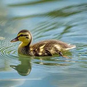 佚名