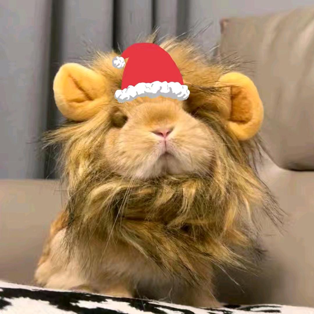 小狮子的巨兔乖乖