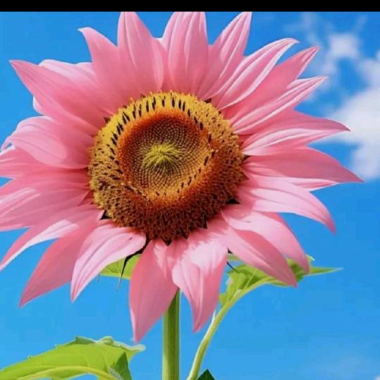 蒲公英！但行好事，莫问前程