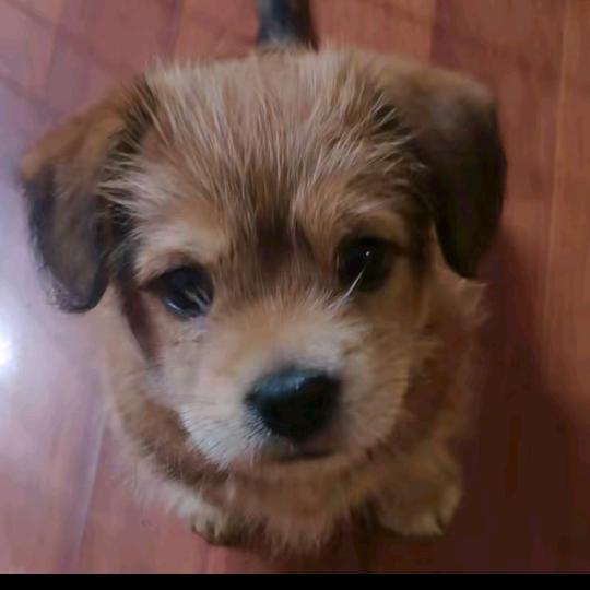 二宝(成长日记)