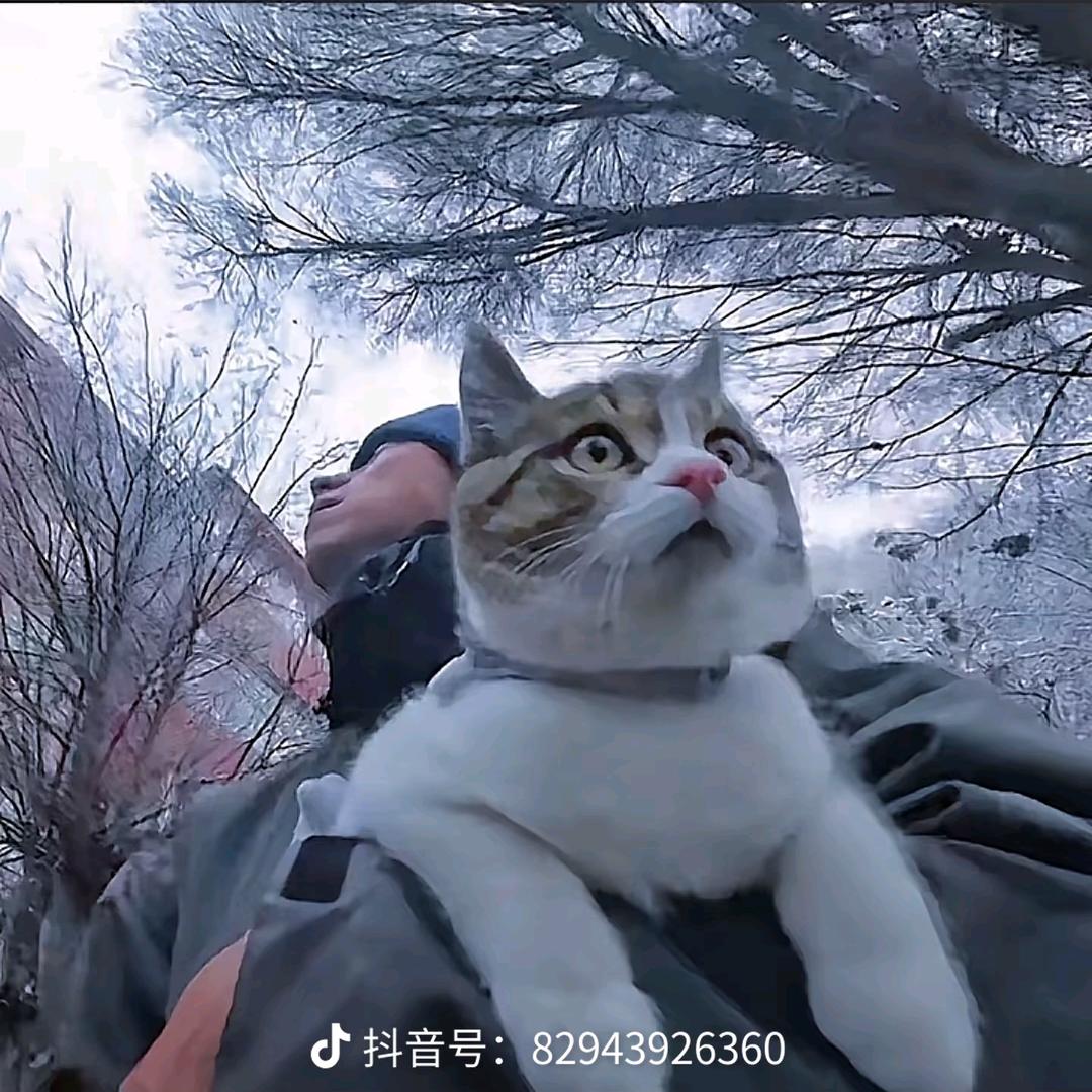 不想糊的回锅肉