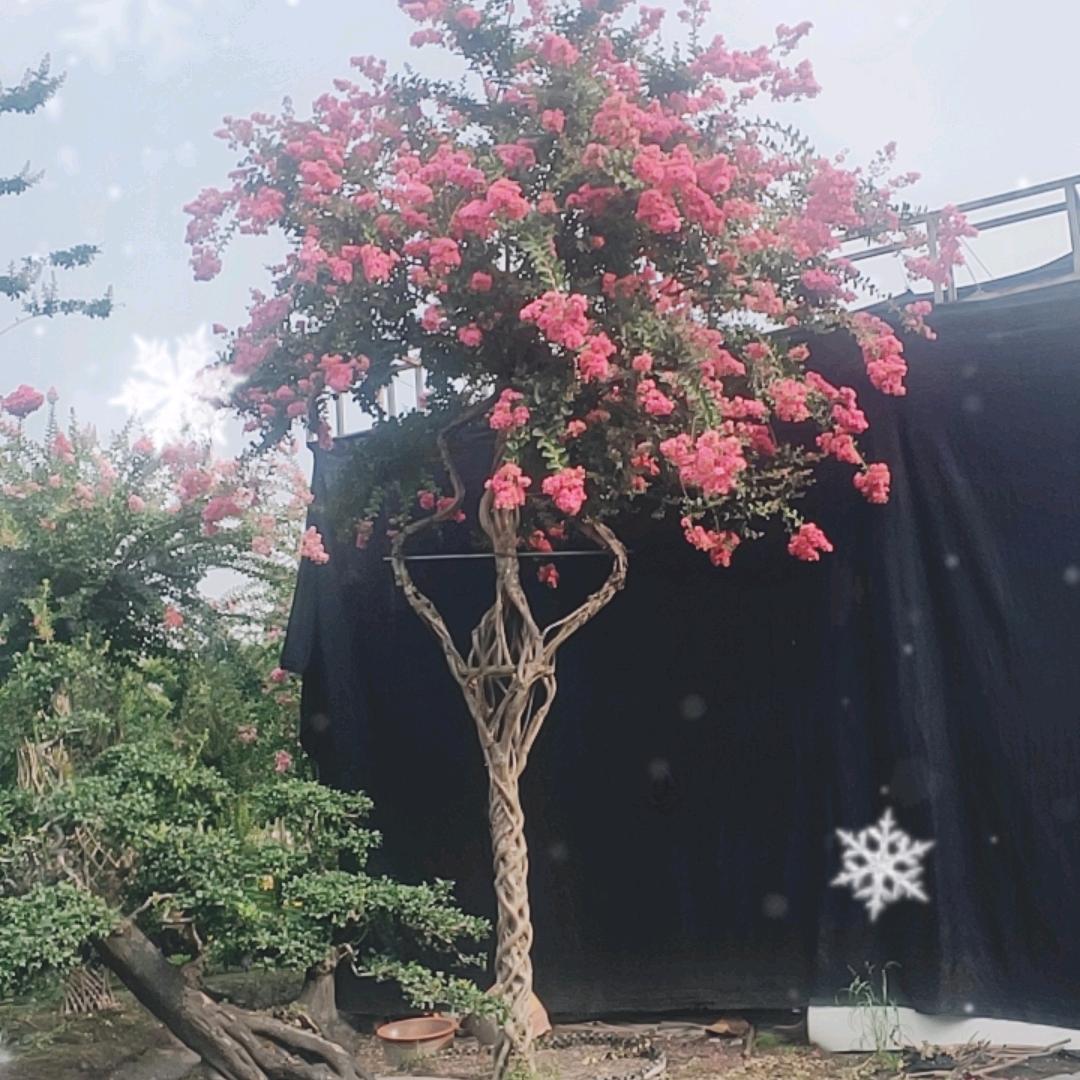百日红园林(紫薇)