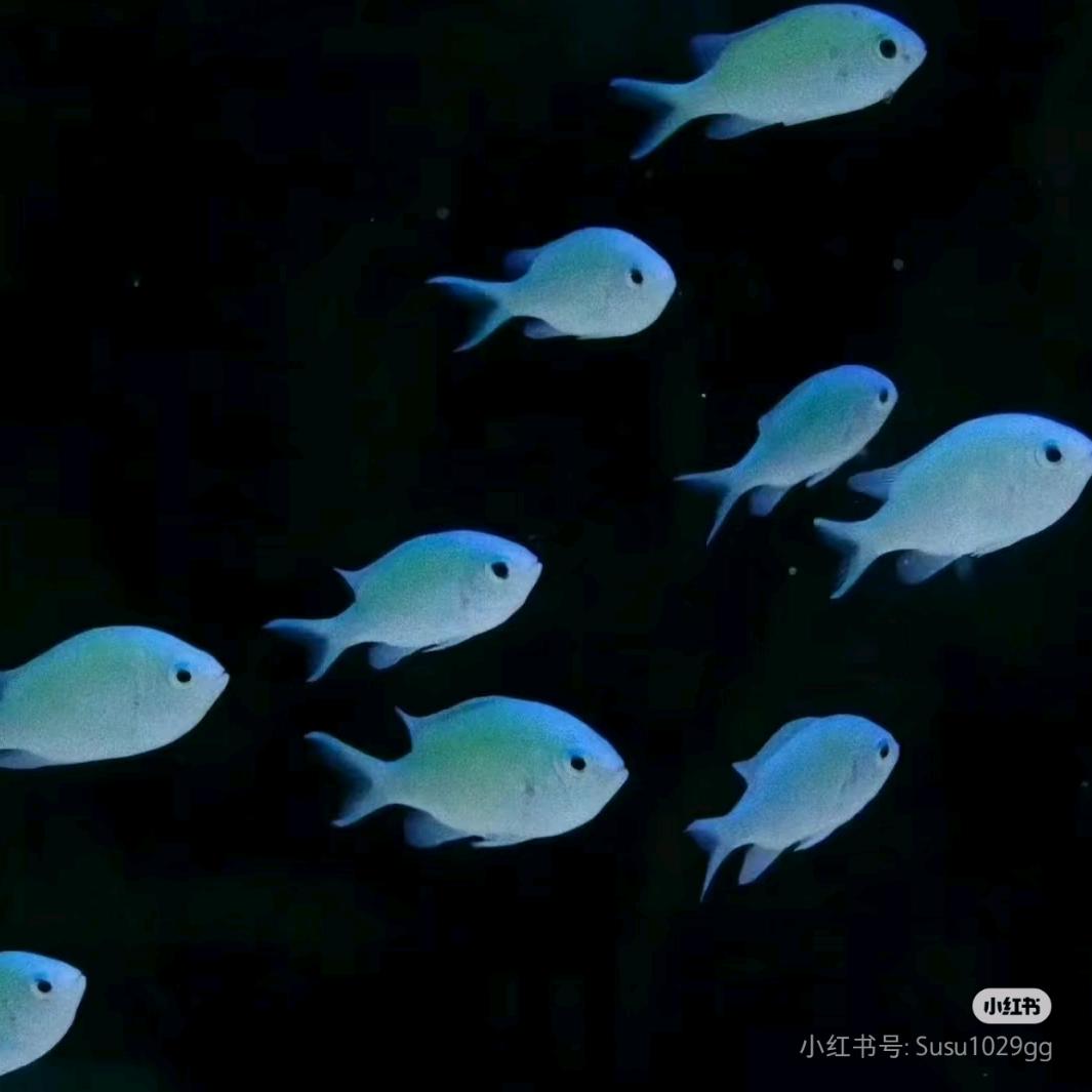 蟹老板赚大钱💰