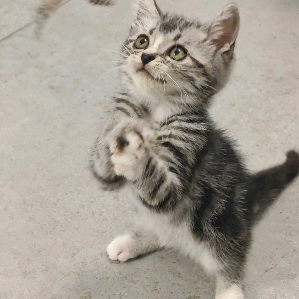 招财进宝🐱