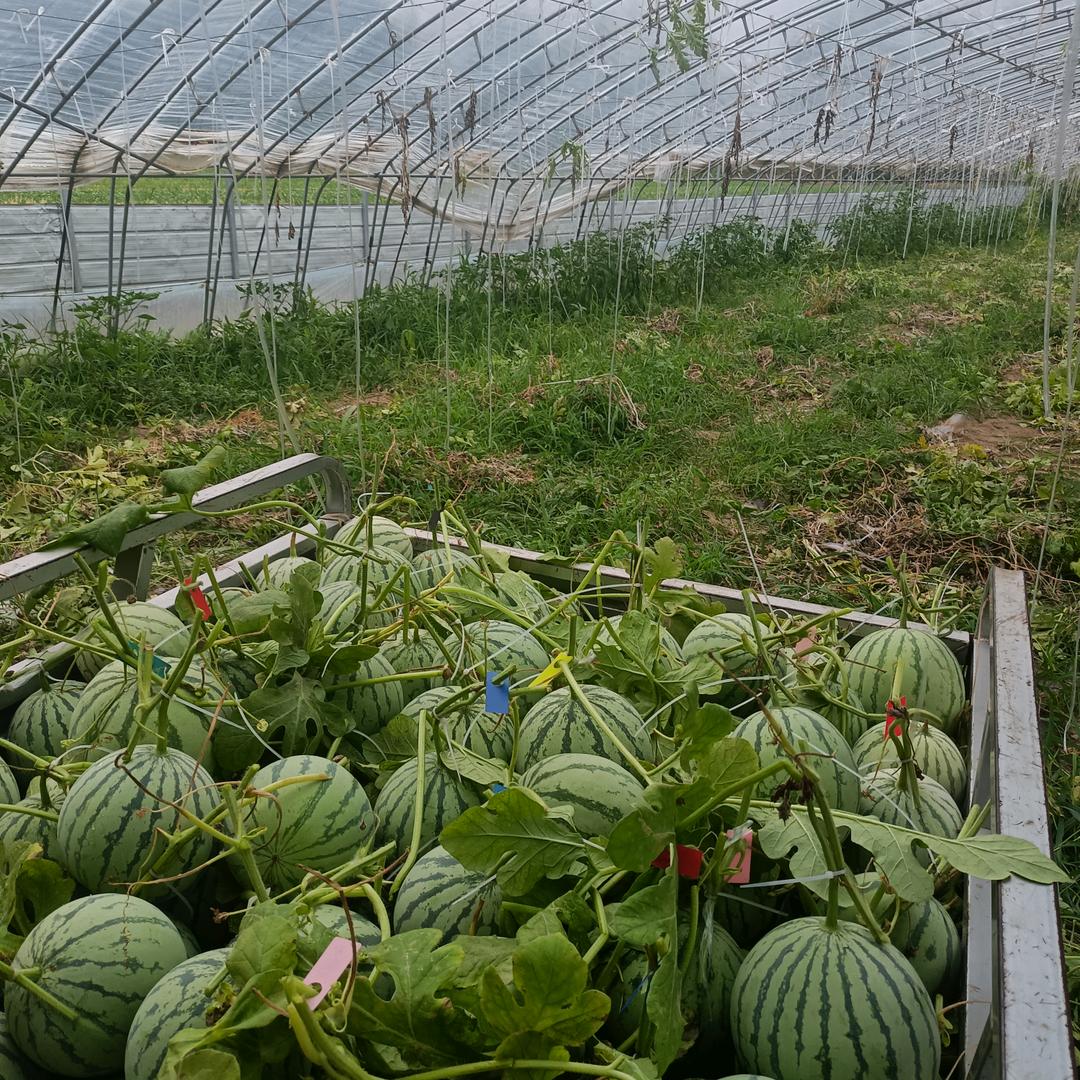 🌻🌻YUAN🔥🔥