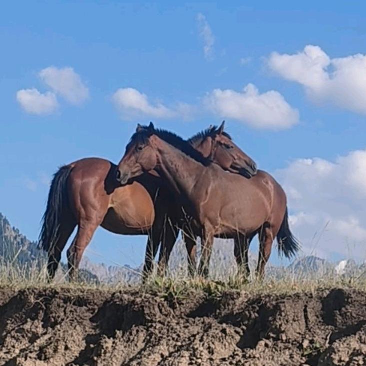 户外♥野钓白条