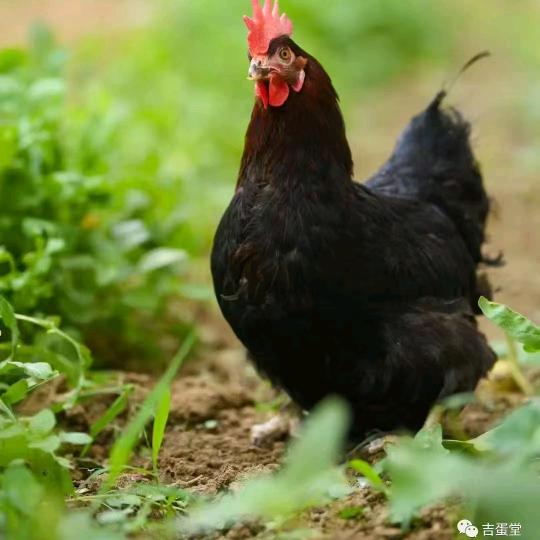 淘汰鸡批发，鸡蛋批发