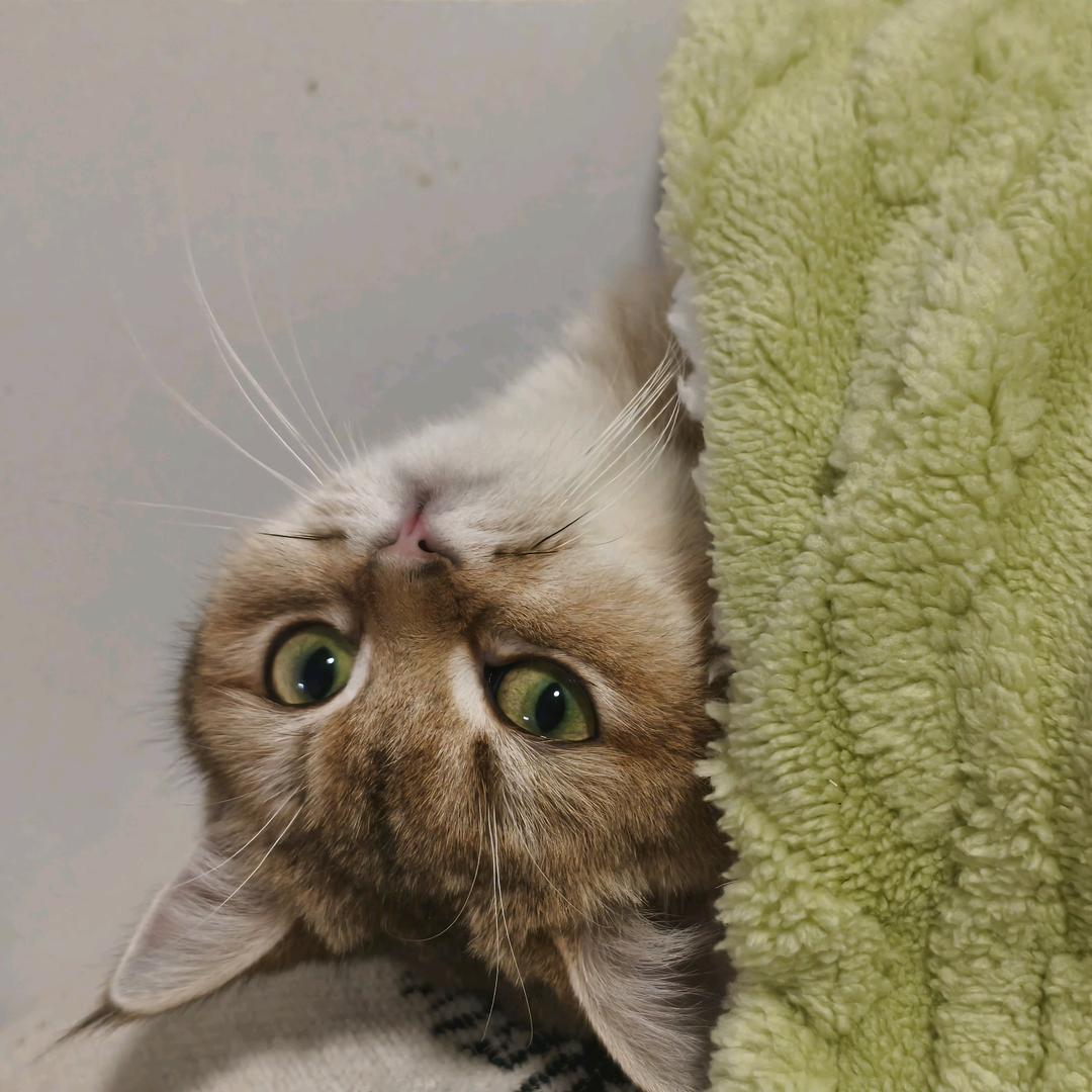 一只猫