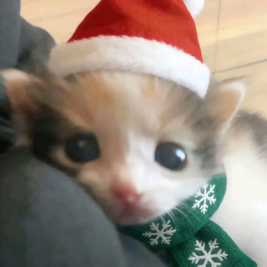 鼹鼠大王牛逼666