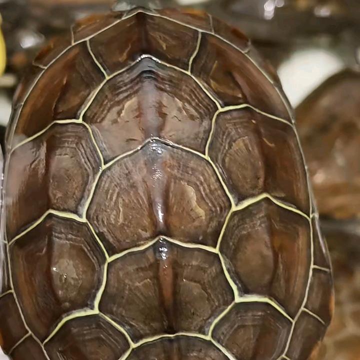 田螺姑娘 养龟记