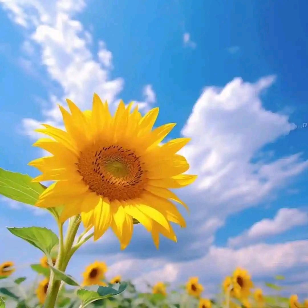 🌹视 🌸 而🍀不🌼见