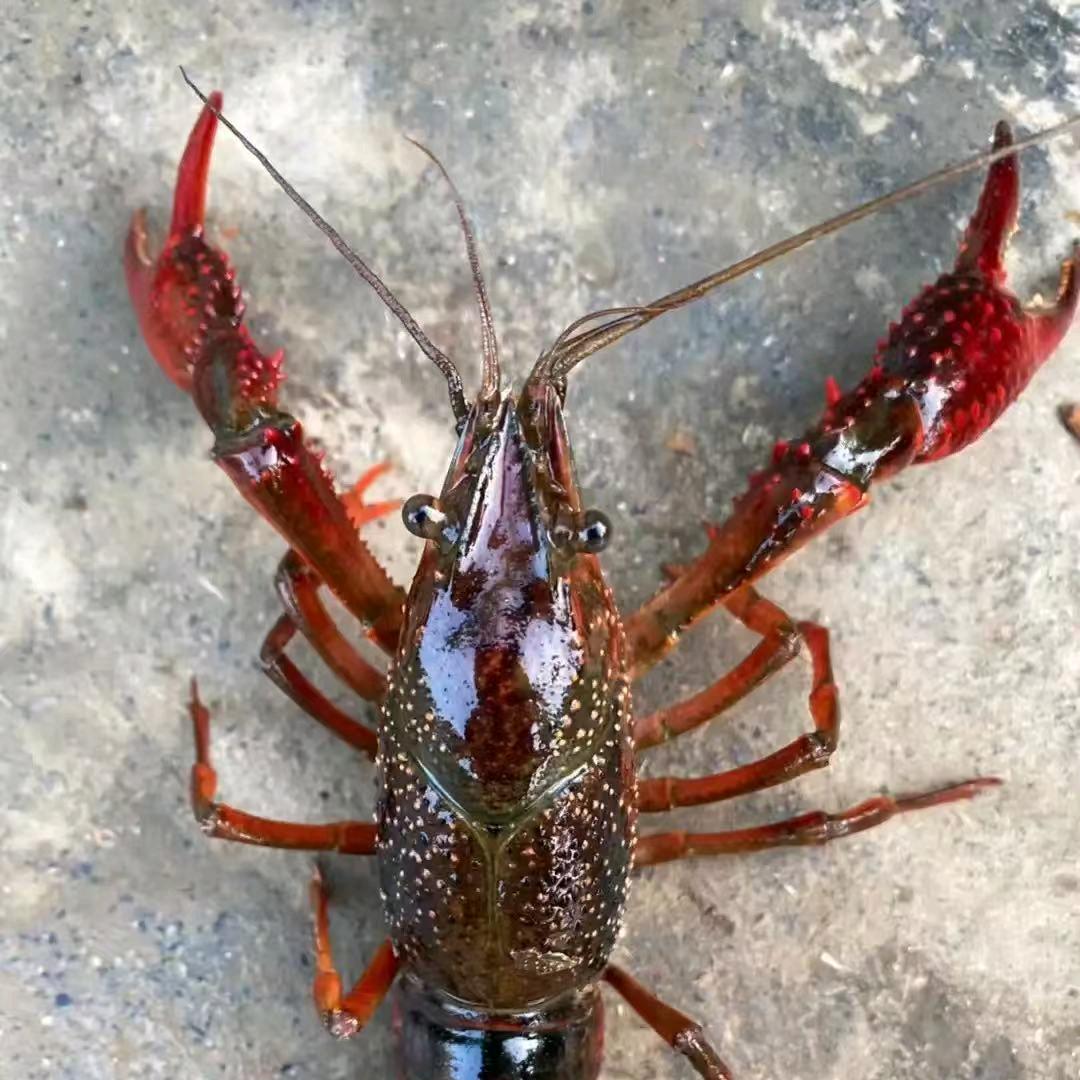 虾满仓_凡哥