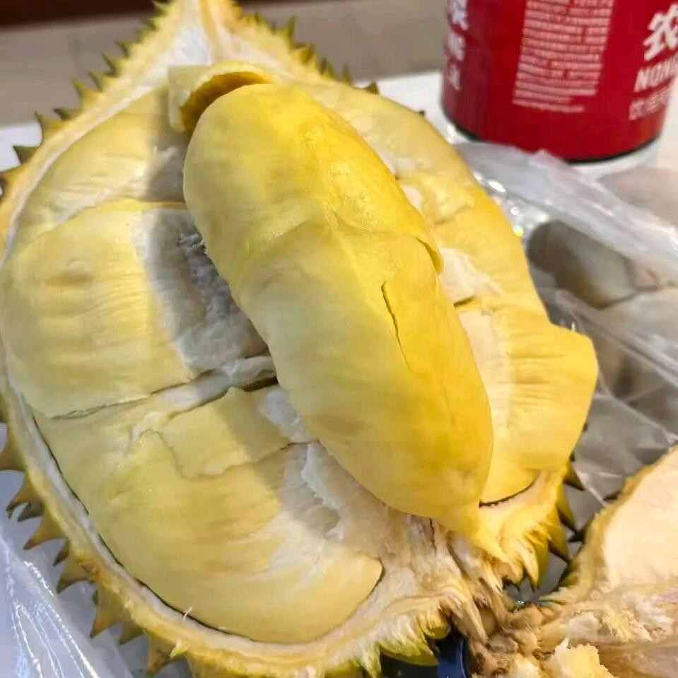 博洛尼