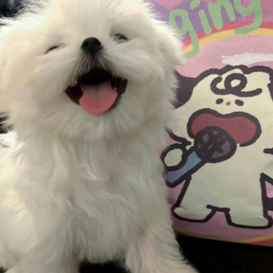 樱桃小完犊子..