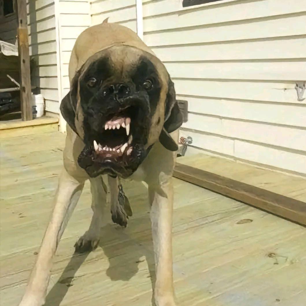 狂犬病_^