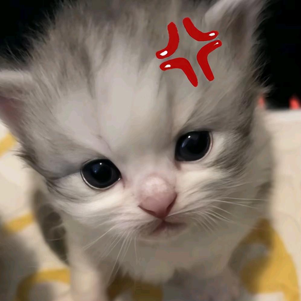 养猫的小🐠