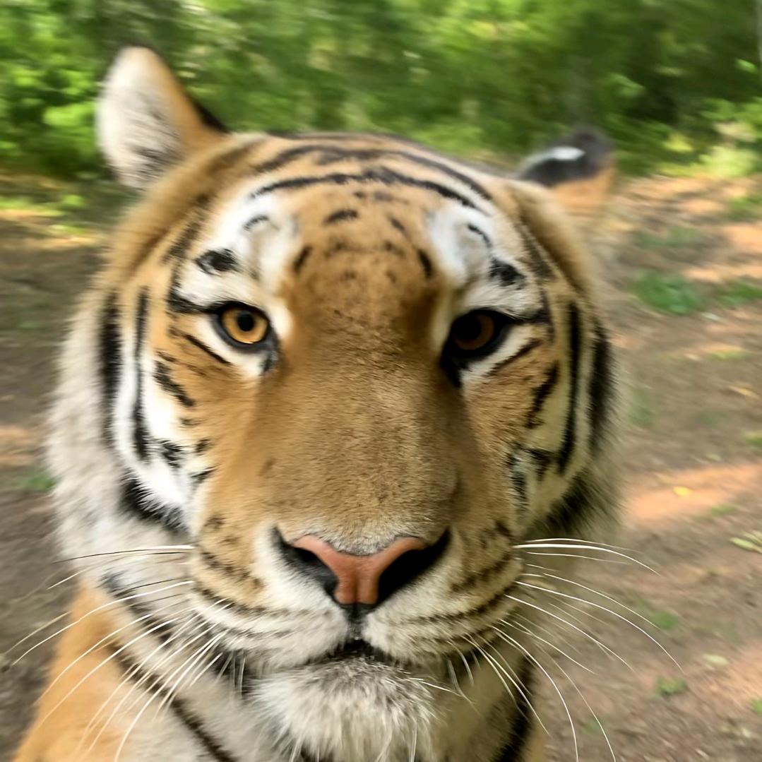 牛马  （三角洲）