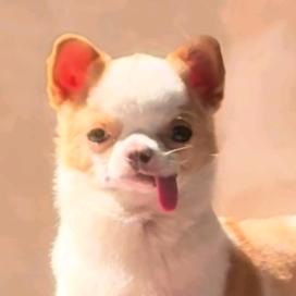 袜籽姐（见过肖战版）