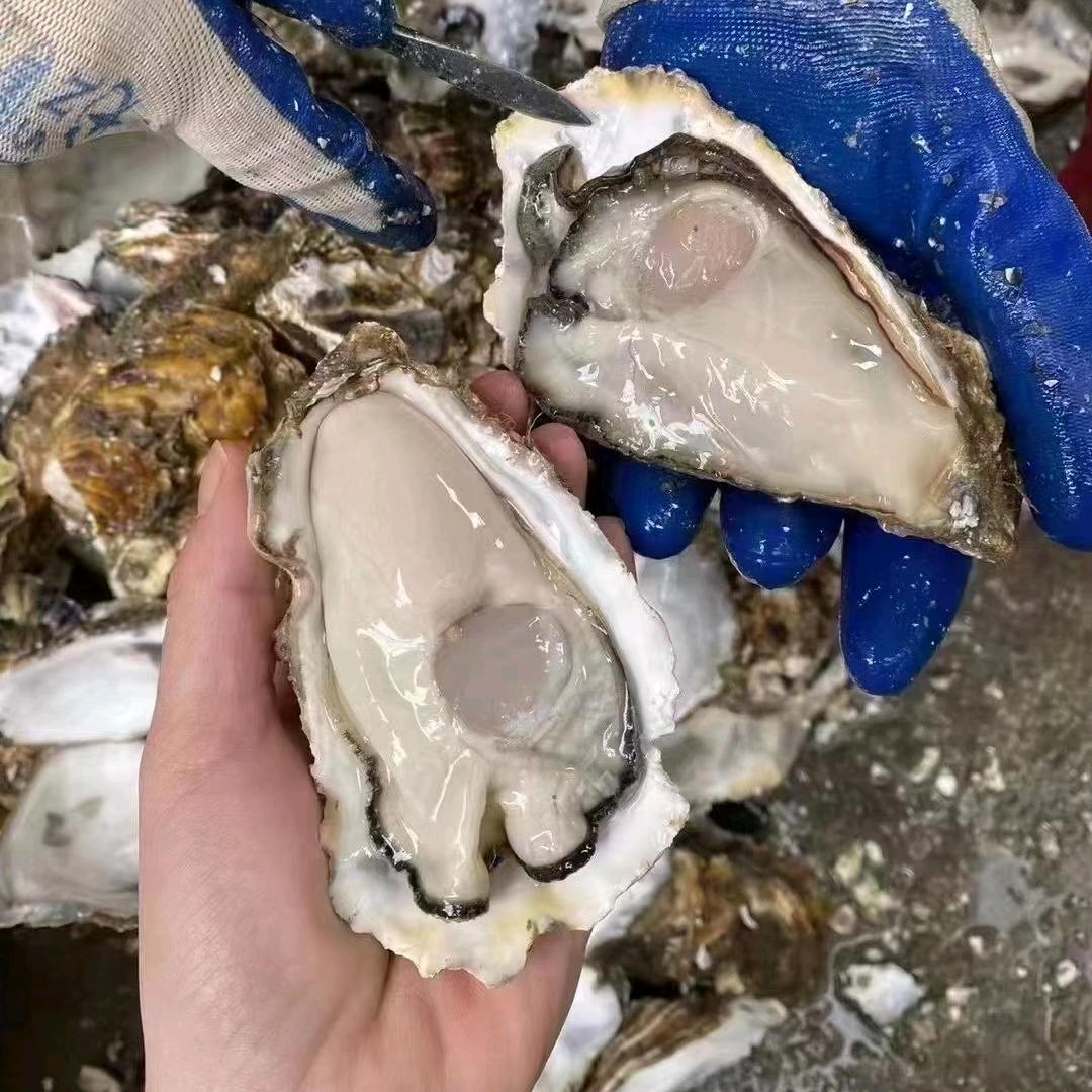 蚝味道生蚝批发