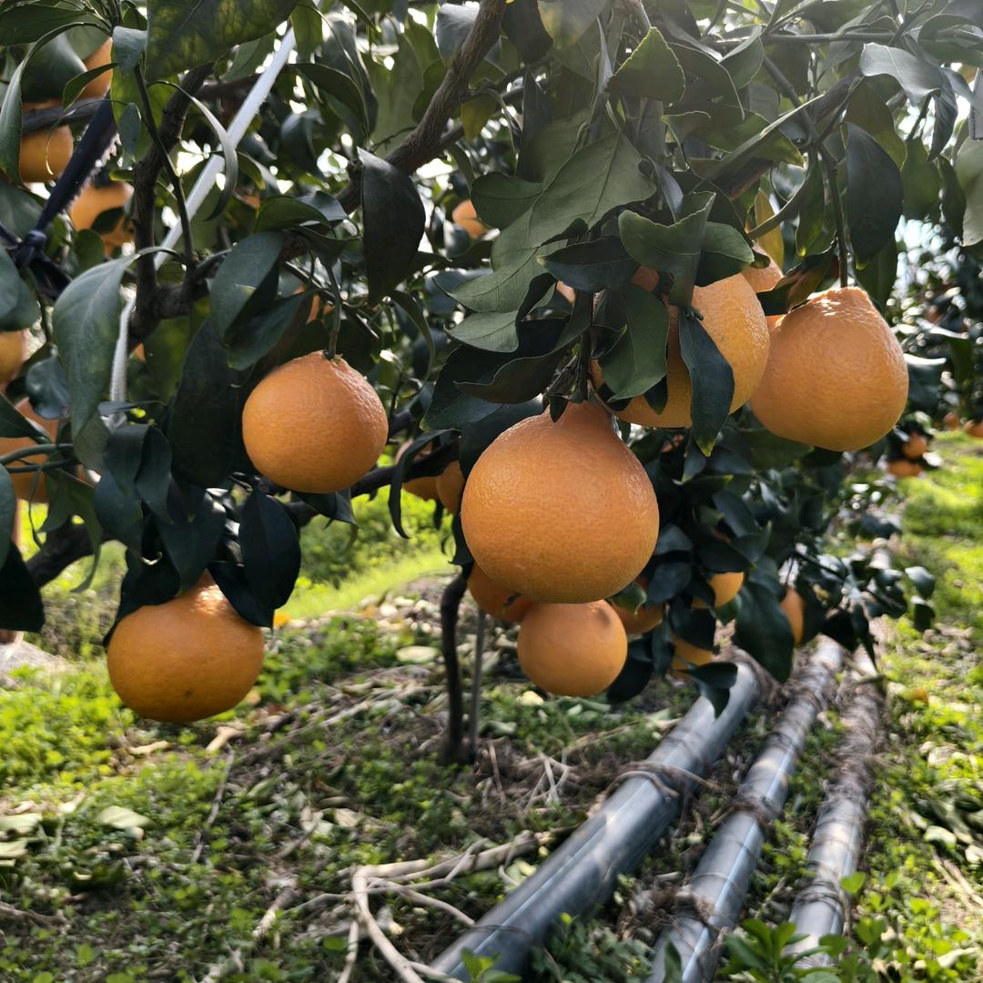 阿权水产甄选（正宗象山红美人）