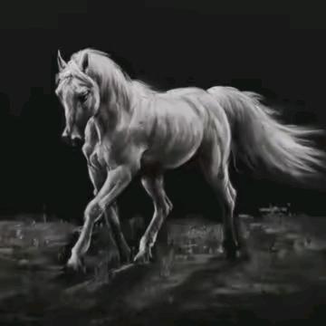 橘猫