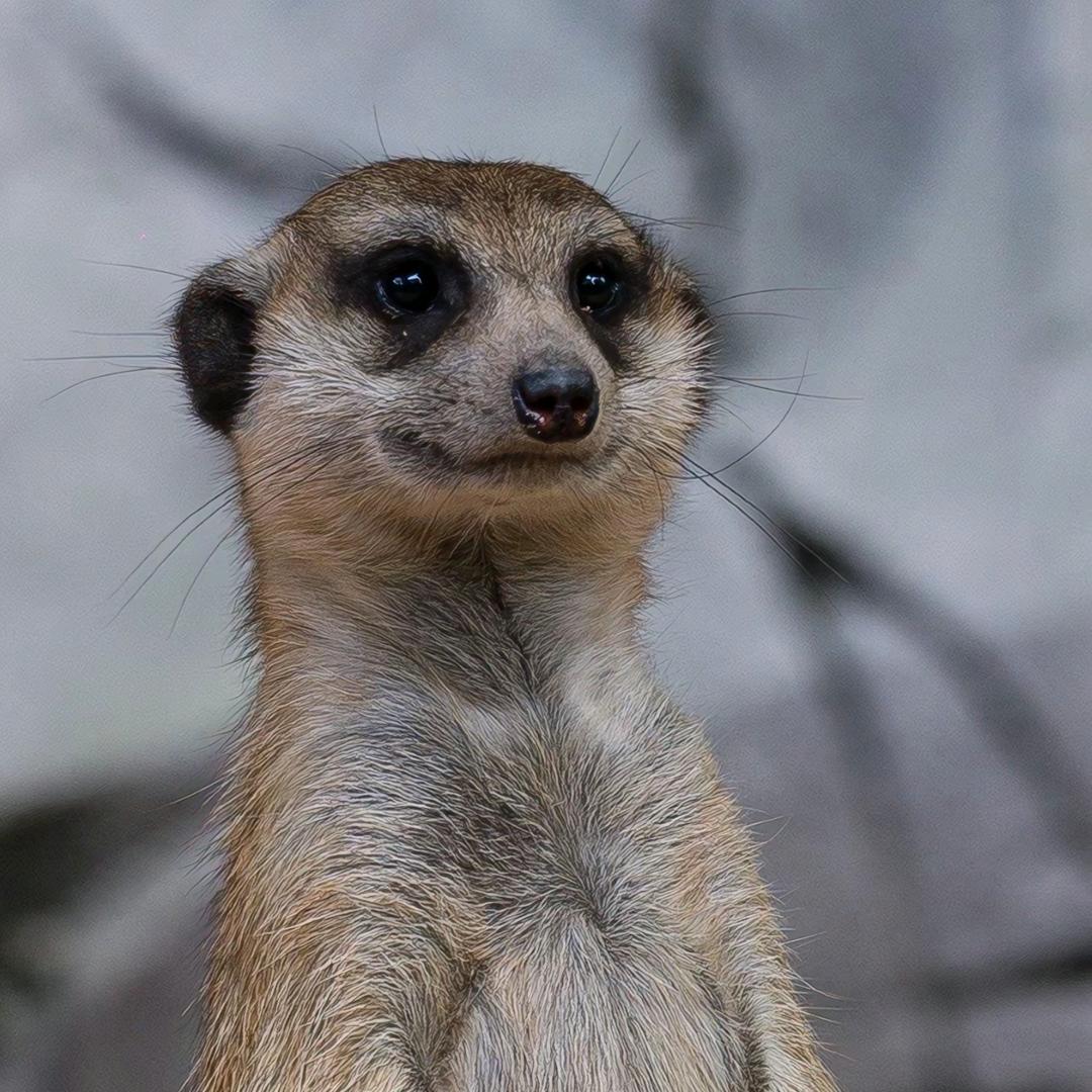 融化的贝塔（恩师体育僧）