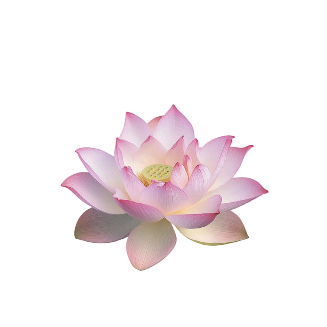 小夏同学。