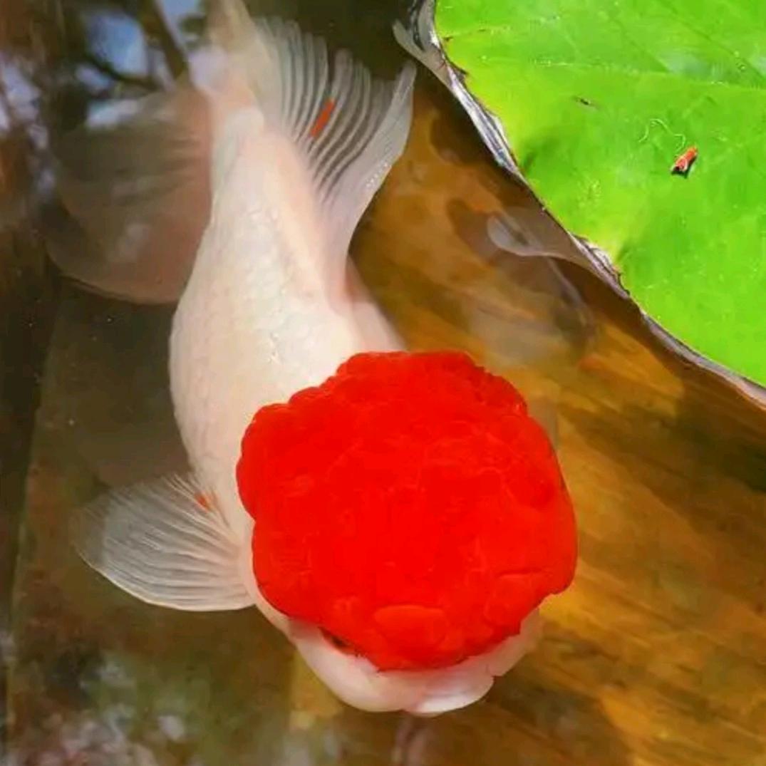 鱼儿戏水