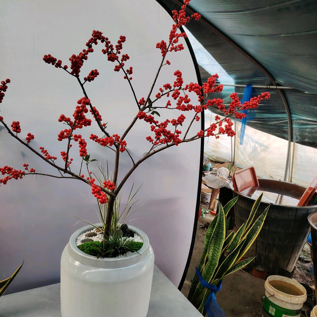 银都花卉