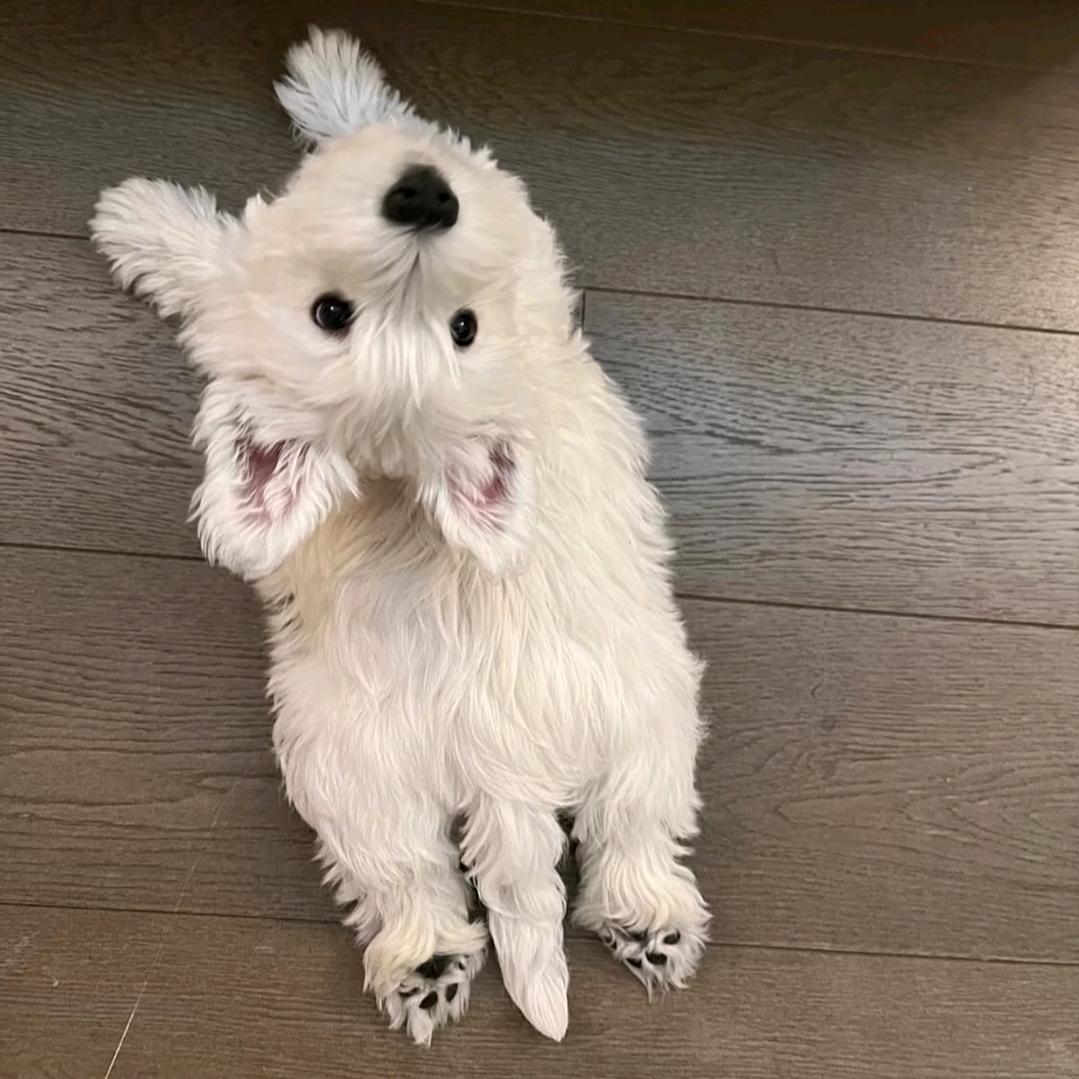 胖