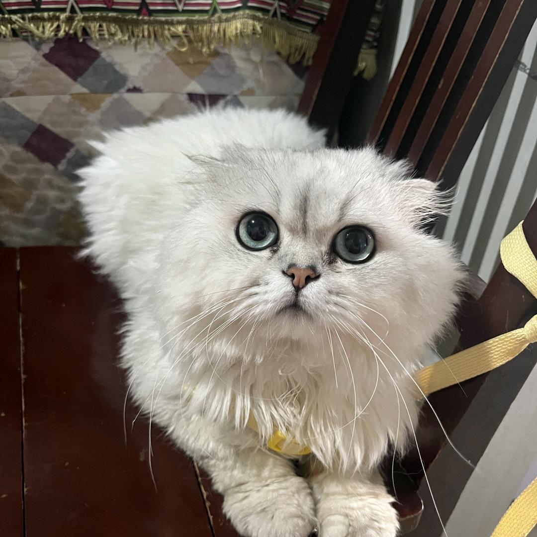 看见我的猫了吗